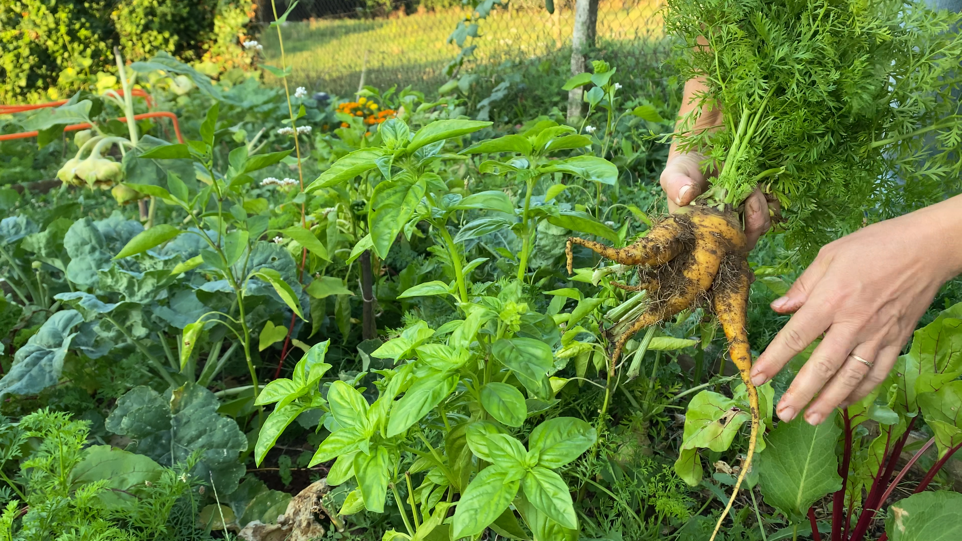 What’s in Our Garden in September - Another Step Closer to Self-Sufficiency